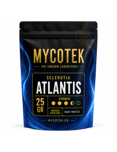 Truffes magiques Psilocybe Atlantis – Mycotek 2