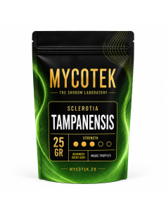 Truffes magiques Psilocybe Tampanensis – Mycotek 2