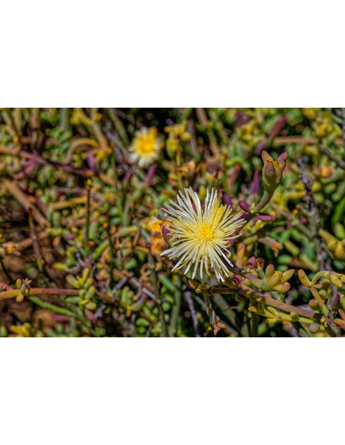Kanna en poudre fine (Sceletium tortuosum) – Thaïlande – photo d’une plante en fleur