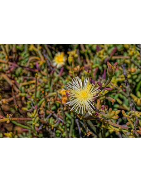 Kanna en poudre fine (Sceletium tortuosum) – Thaïlande – photo d’une plante en fleur
