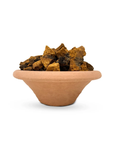 Chaga entier (Inonotus obliquus) – récolte sauvage, Finlande 2