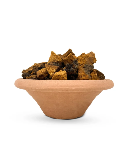 Chaga entier (Inonotus obliquus) – récolte sauvage, Finlande – morceaux dans une coupelle