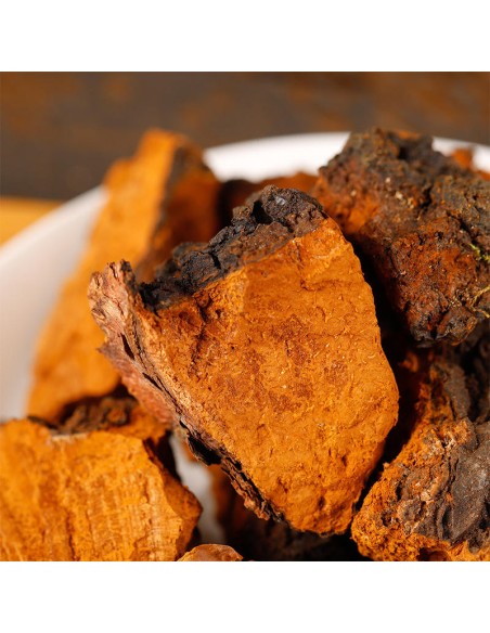 Chaga entier (Inonotus obliquus) – récolte sauvage, Finlande – cassures en gros plan