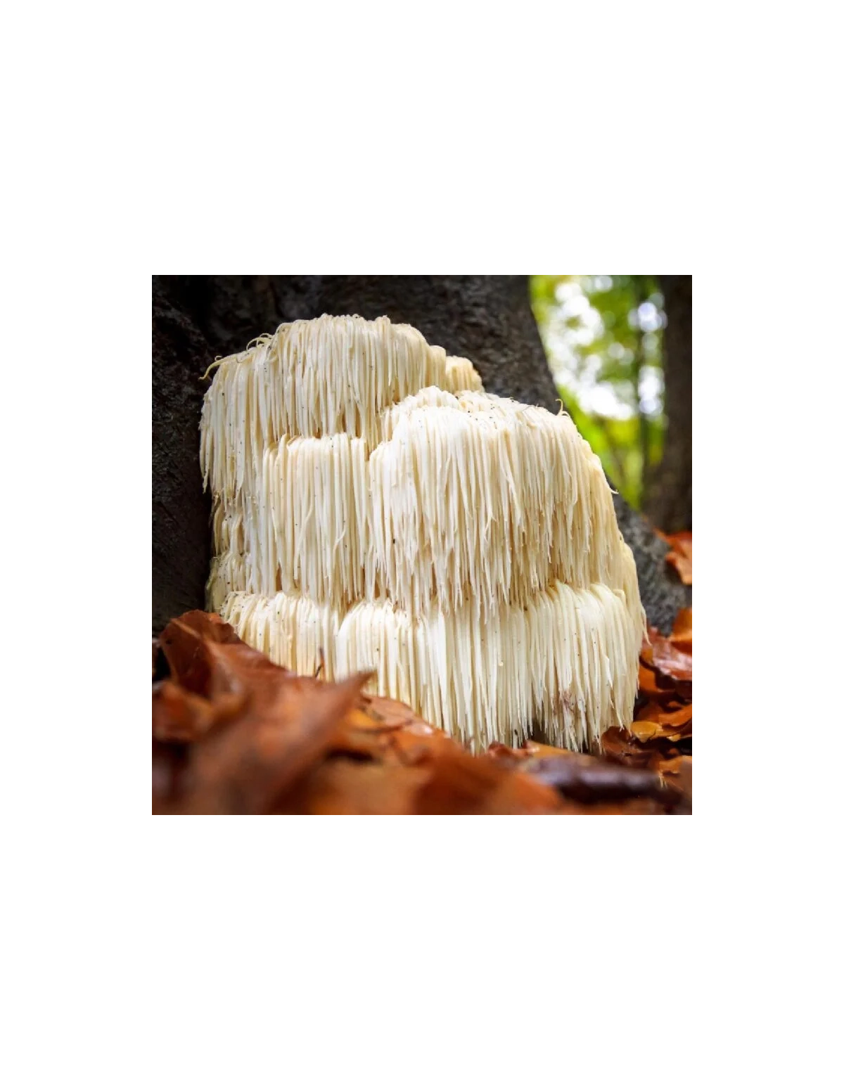 Extrait de crinière de lion (Hericium erinaceus), 30 ml – Maya – crinière de lion sur un tronc d’arbre