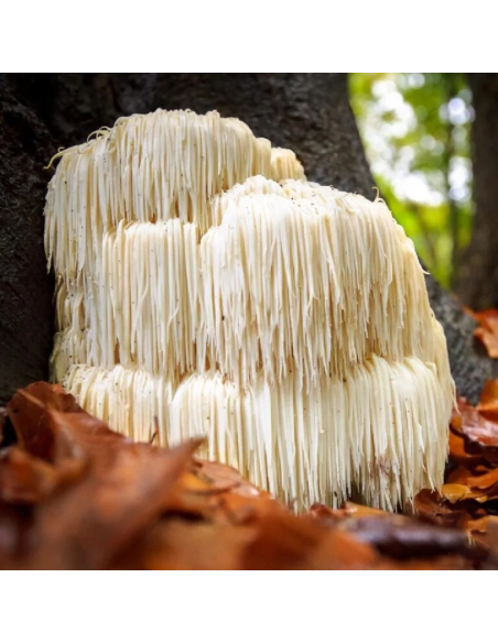 Extrait de crinière de lion (Hericium erinaceus), 30 ml – Maya – crinière de lion sur un tronc d’arbre
