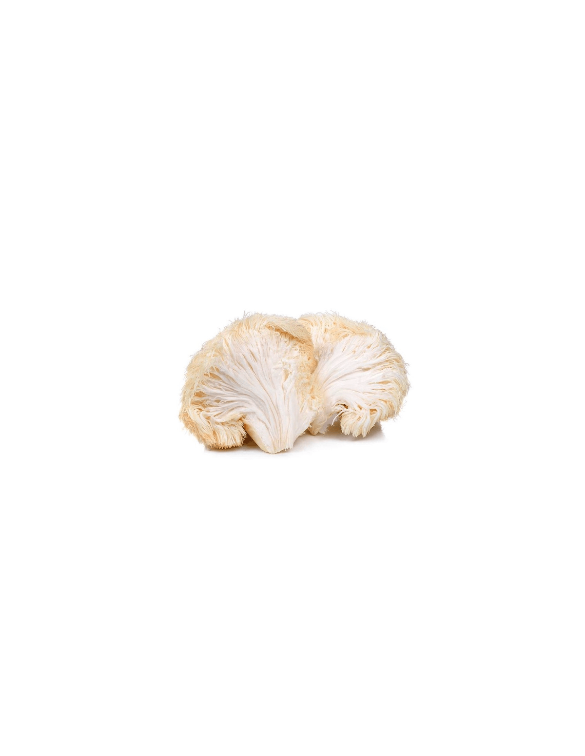 Extrait de crinière de lion (Hericium erinaceus), 30 ml – Maya – fructification blanche de crinière de lion