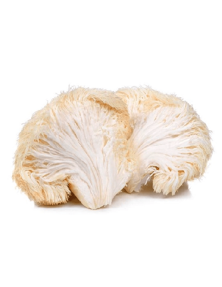 Extrait de crinière de lion (Hericium erinaceus), 30 ml – Maya – fructification blanche de crinière de lion