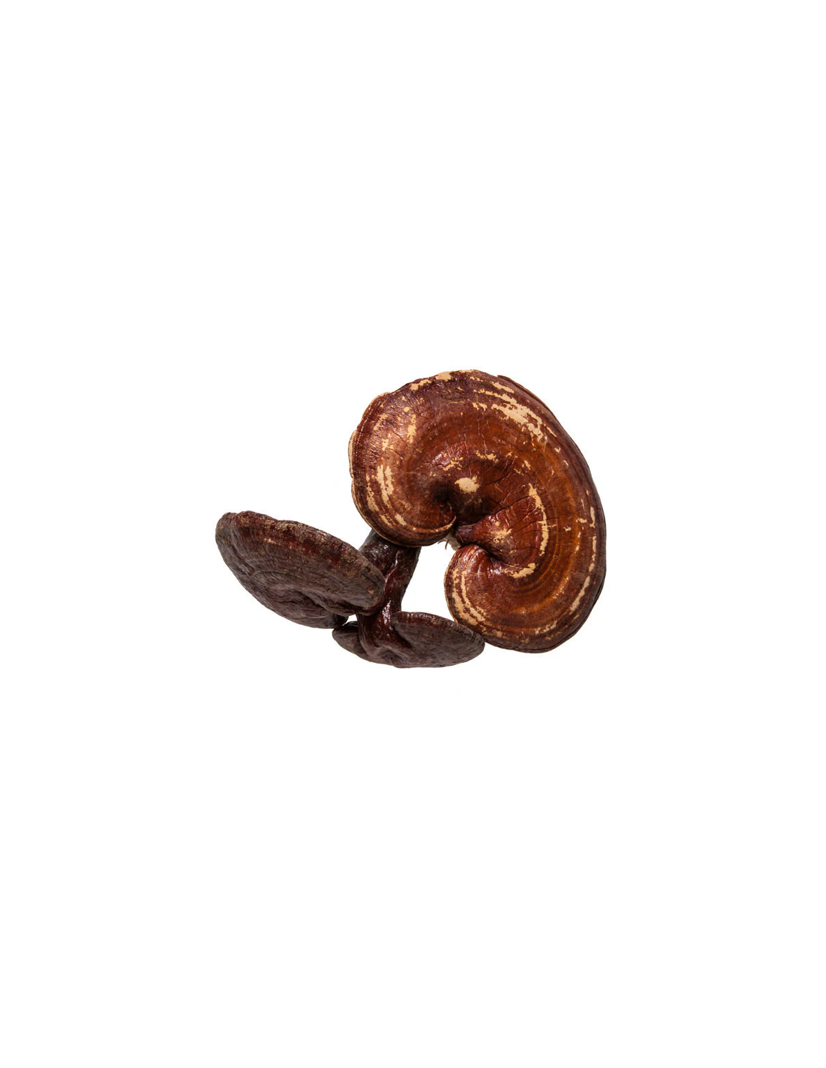 Poudre de reishi (Ganoderma lucidum) – ling zhi de Chine, 100 g – carpophore séché