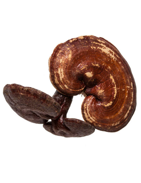 Extrait de reishi (Ganoderma lucidum), 30 ml – Maya – fructifications séchées de reishi
