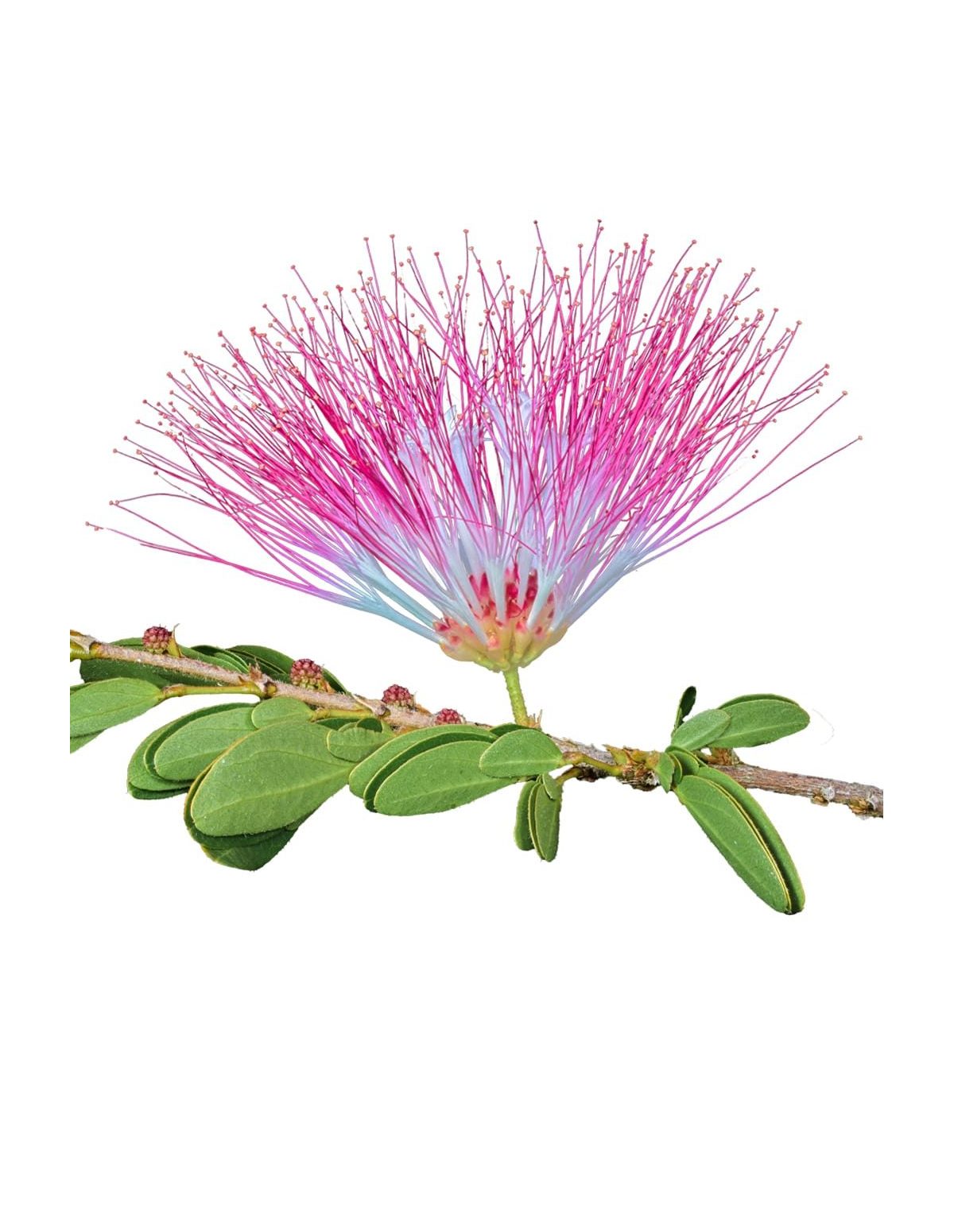 Teinture de bobinsana (Calliandra angustifolia) – 10 ml – inflorescence rose et feuilles