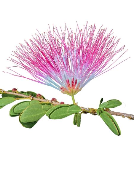 Teinture de bobinsana (Calliandra angustifolia) – 10 ml – inflorescence rose et feuilles