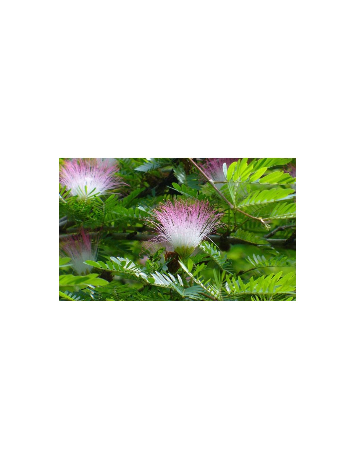 Teinture de bobinsana (Calliandra angustifolia) – 10 ml – rameaux fleuris aux fleurs roses