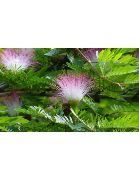 Teinture de bobinsana (Calliandra angustifolia) – 10 ml – rameaux fleuris aux fleurs roses