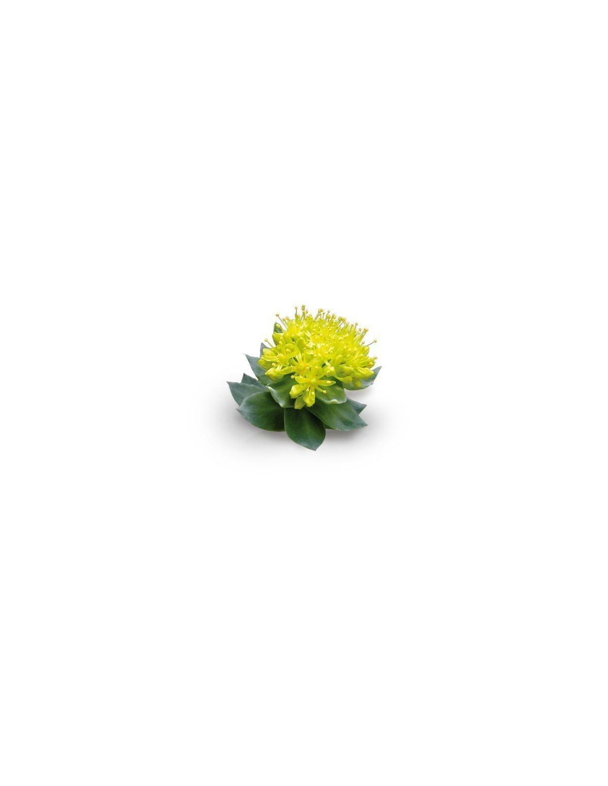 Extrait de rhodiola (Rhodiola rosea) – 10 ml – plante en fleur à capitule jaune