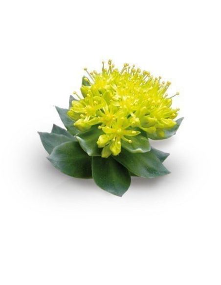 Extrait de rhodiola (Rhodiola rosea) – 10 ml – plante en fleur à capitule jaune