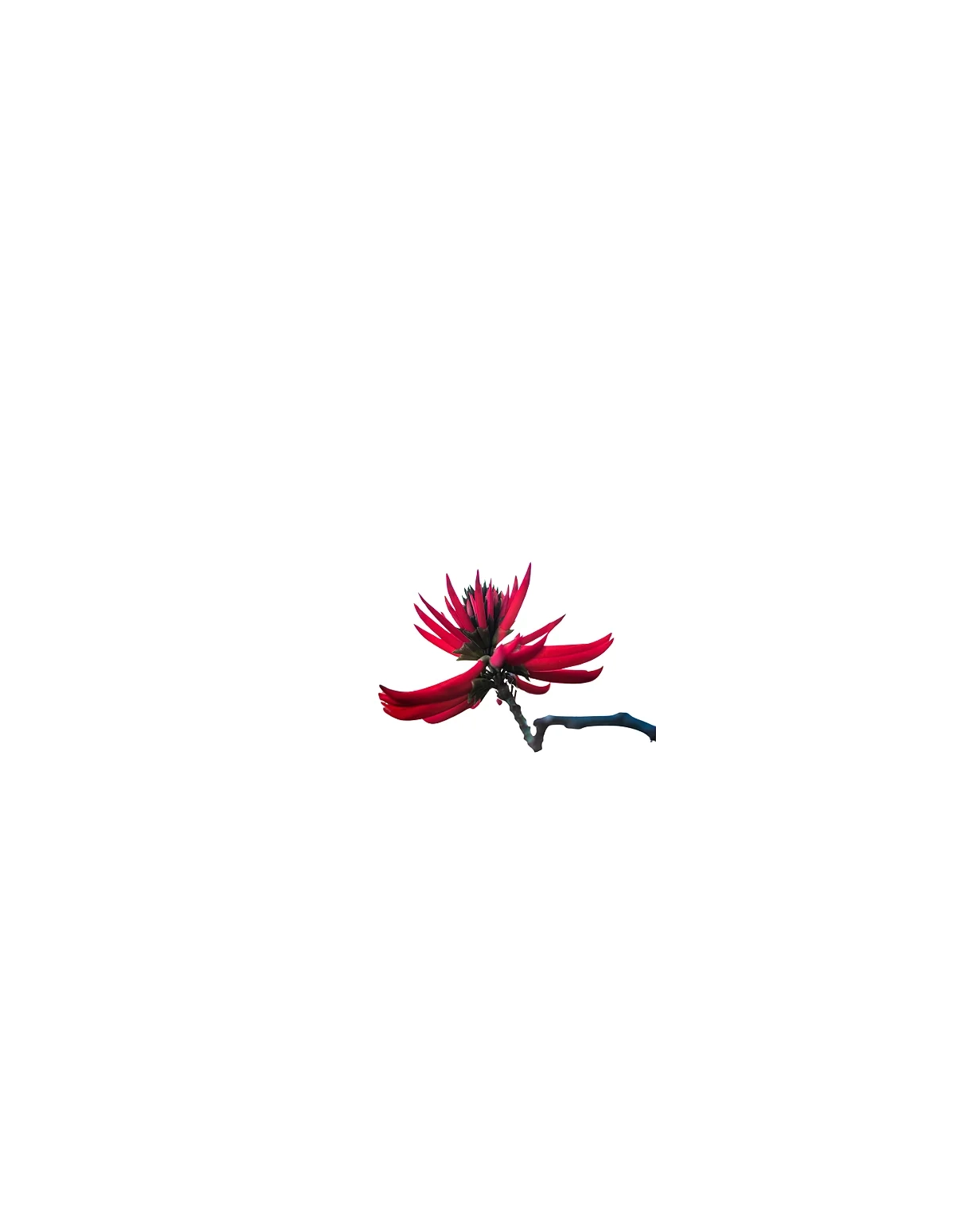 Teinture de mulungu 1:1 (Erythrina mulungu) – 30 ml – illustration : grappe de fleurs rouges sur une branche