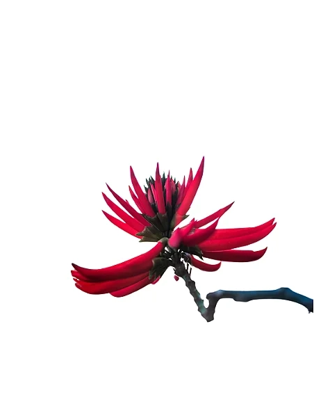 Teinture de mulungu 1:1 (Erythrina mulungu) – 30 ml – illustration : grappe de fleurs rouges sur une branche