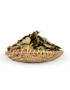 Feuilles de caapi Cielo (Banisteriopsis caapi) – Shipibo,... 2