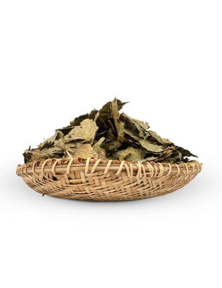 Feuilles de caapi Cielo (Banisteriopsis caapi) – Shipibo, Pérou – feuilles séchées dans une corbeille tressée