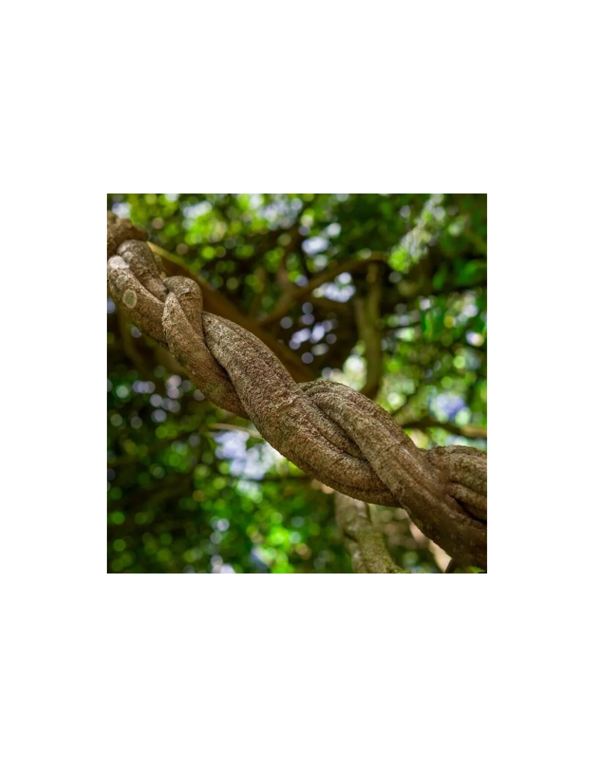 Ayahuasca rouge (Banisteriopsis muricata) – liane broyée d’Équateur – image générale d’une liane ligneuse torsadée