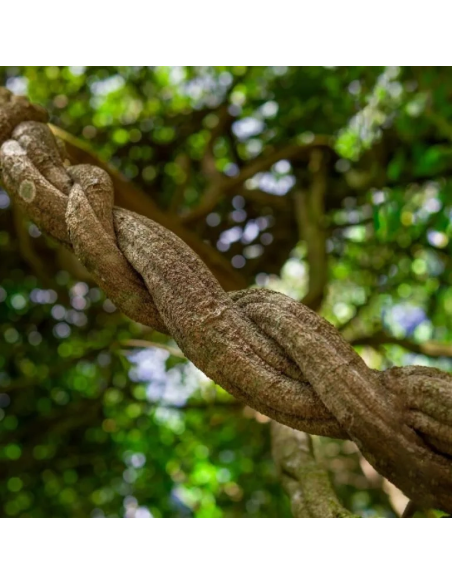 Ayahuasca rouge (Banisteriopsis muricata) – liane broyée d’Équateur – image générale d’une liane ligneuse torsadée