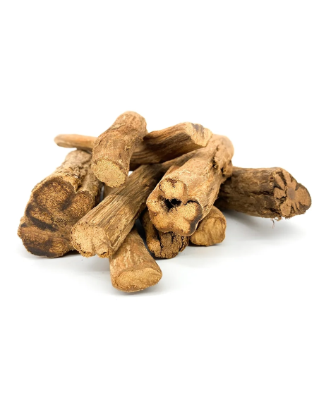Ayahuasca jaune (Banisteriopsis caapi) – liane entière, Pérou – tronçons de liane