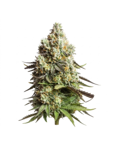 Graines Gorilla Glue Auto – Just Seeds