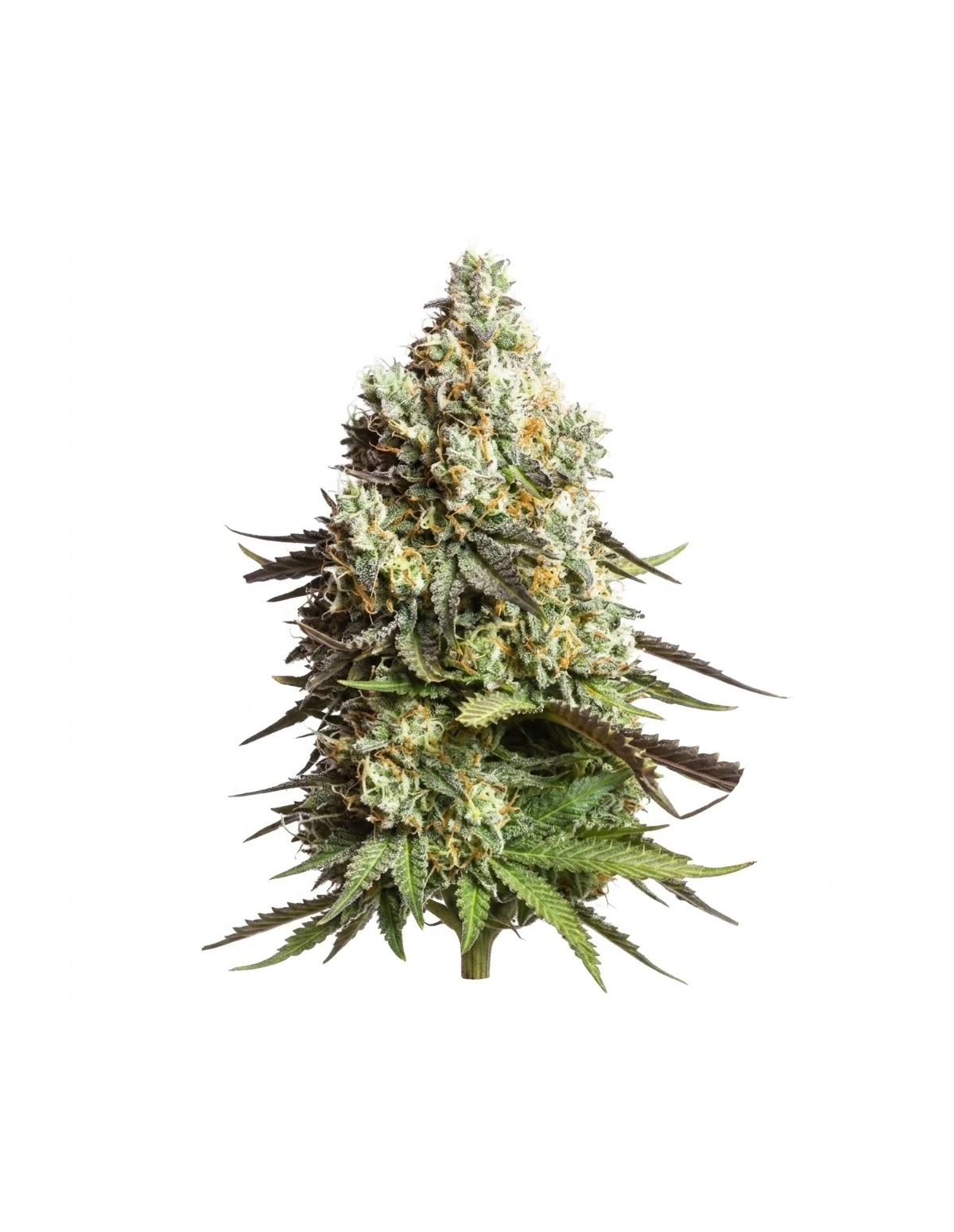 Graines Gorilla Glue Auto – Just Seeds – plante entière