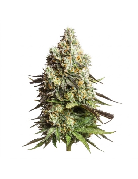Graines Gorilla Glue Auto – Just Seeds – plante entière