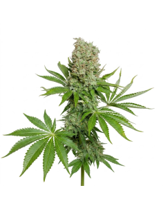 Graines White Widow Auto – Just Seeds