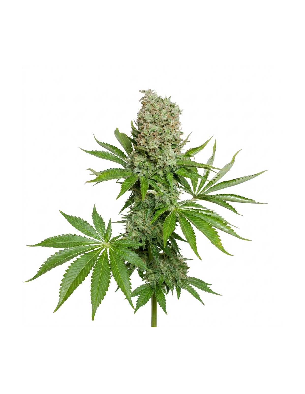Graines White Widow Auto – Just Seeds – plante entière