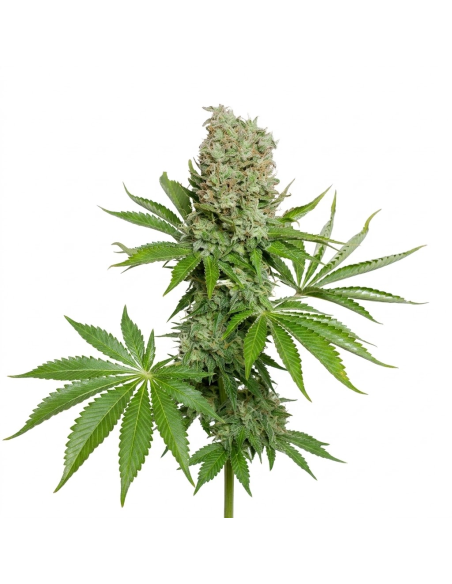 Graines White Widow Auto – Just Seeds – plante entière