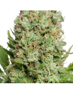 Graines White Widow Auto – Just Seeds 2