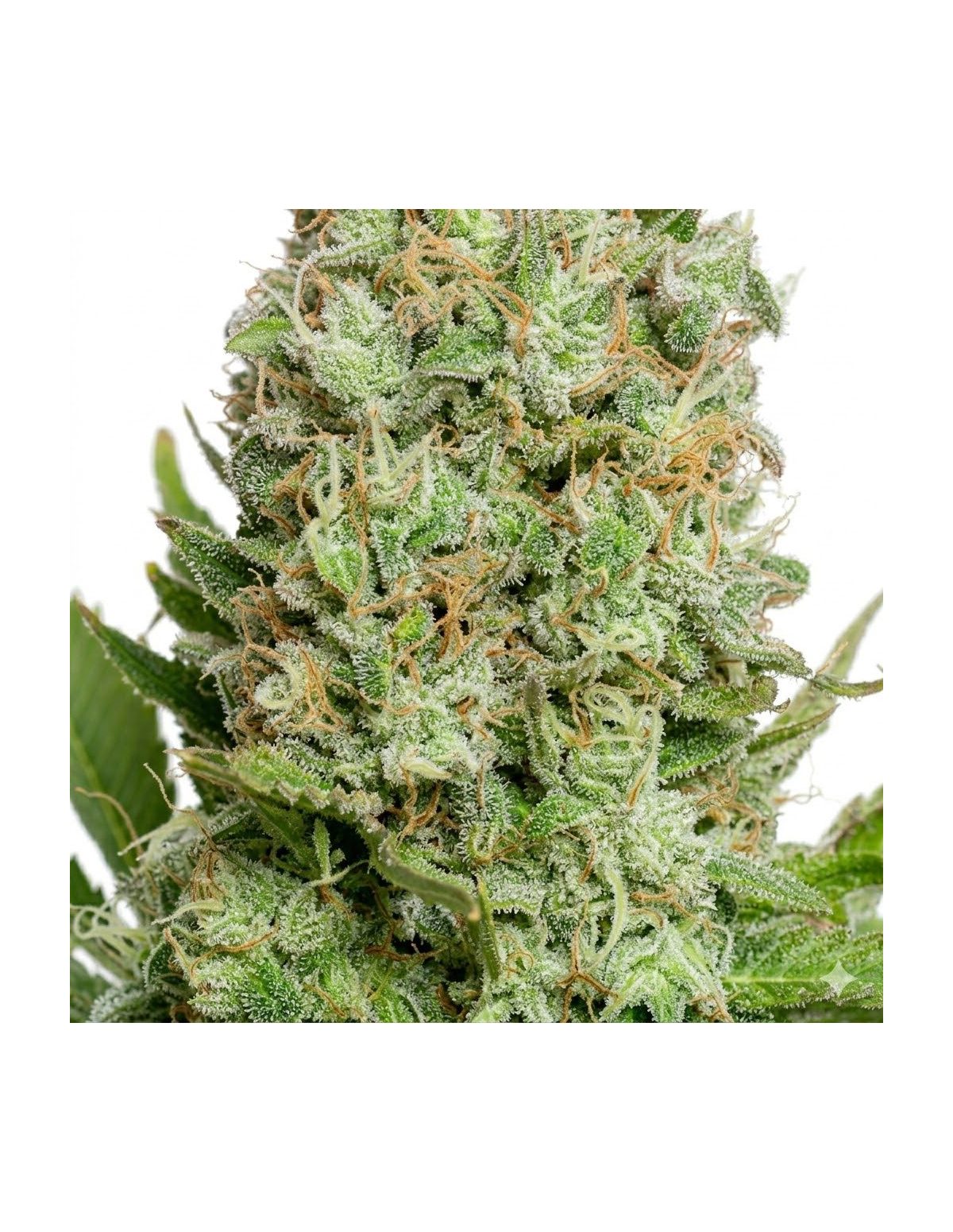 Graines White Widow Auto – Just Seeds – gros plan sur une fleur