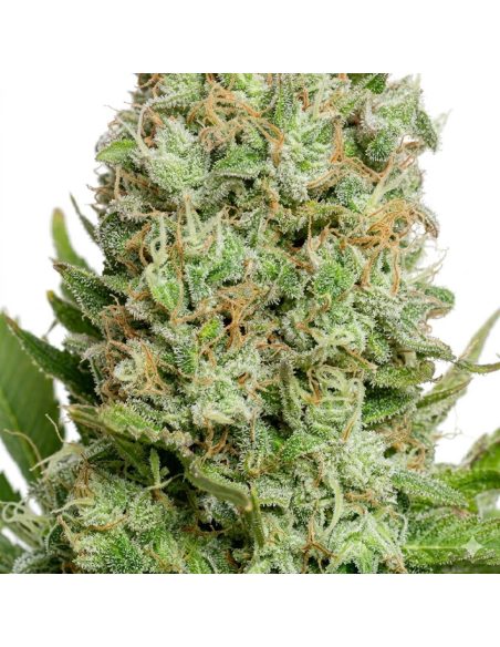 Graines White Widow Auto – Just Seeds – gros plan sur une fleur