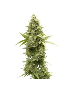 Graines Jack Herer Auto – Just Seeds