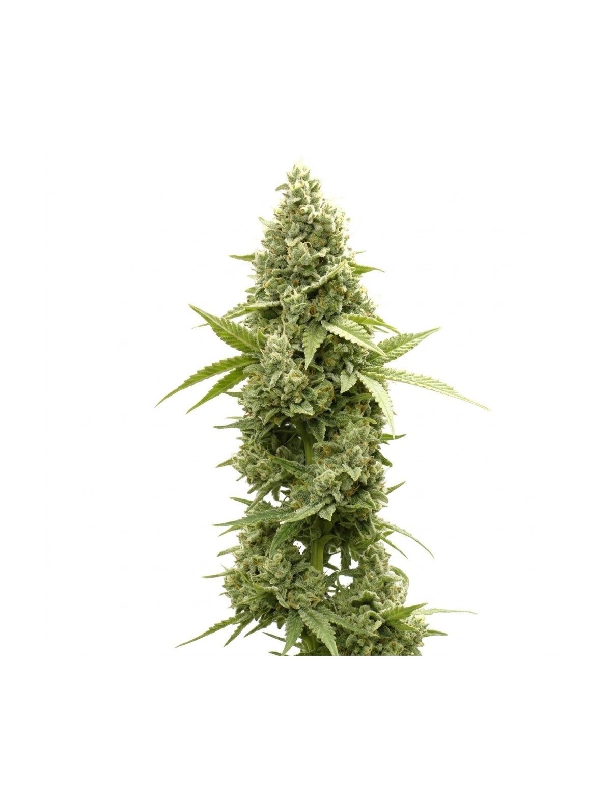 Graines Jack Herer Auto – Just Seeds – photo d’illustration d’un plant de cannabis en fleur