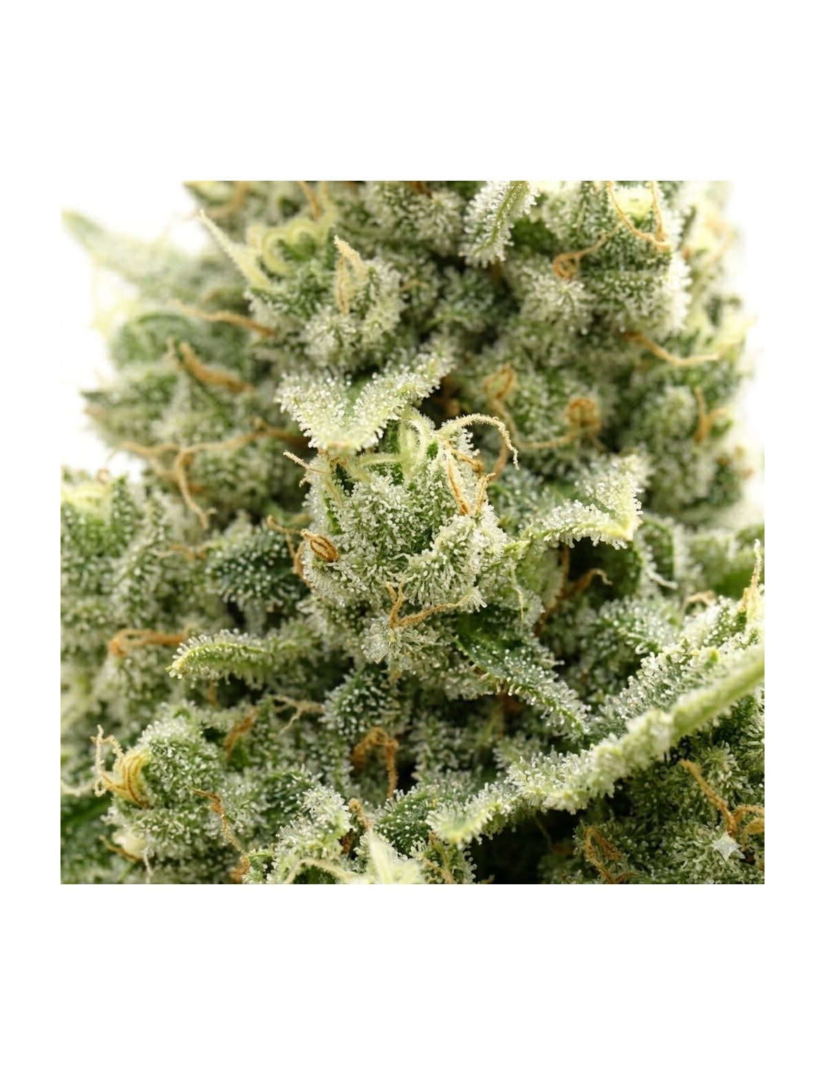 Graines Jack Herer Auto – Just Seeds – photo d’illustration, fleur en gros plan