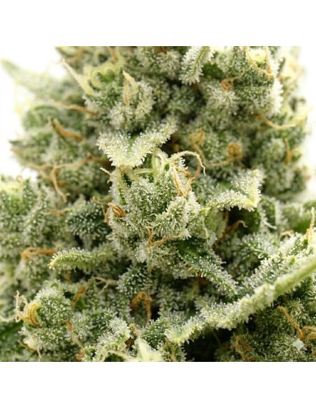 Graines Jack Herer Auto – Just Seeds – photo d’illustration, fleur en gros plan