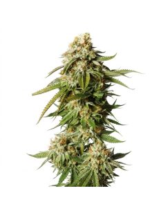 Graines Bubblegum Auto – Just Seeds