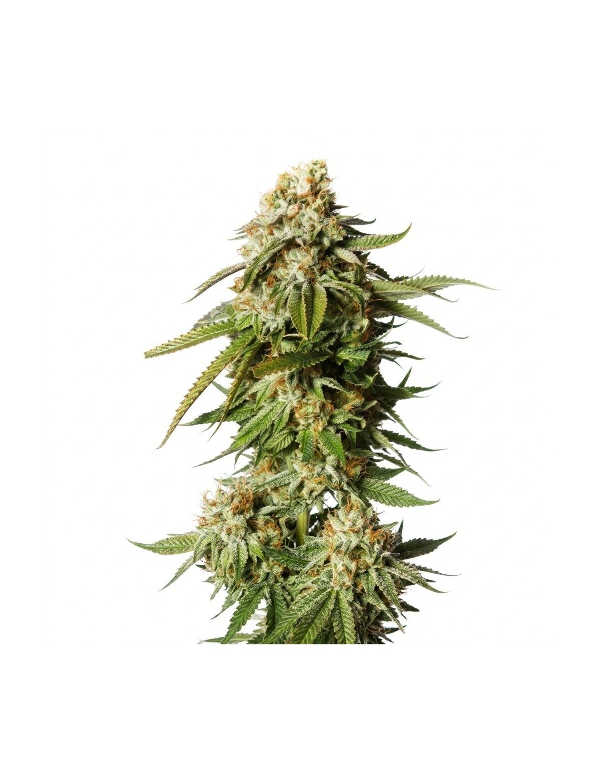 Graines Bubblegum Auto – Just Seeds – photo d’illustration d’un plant de cannabis en fleur
