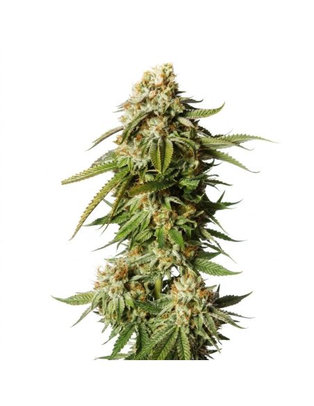 Graines Bubblegum Auto – Just Seeds – photo d’illustration d’un plant de cannabis en fleur