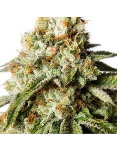 Graines Bubblegum Auto – Just Seeds 2