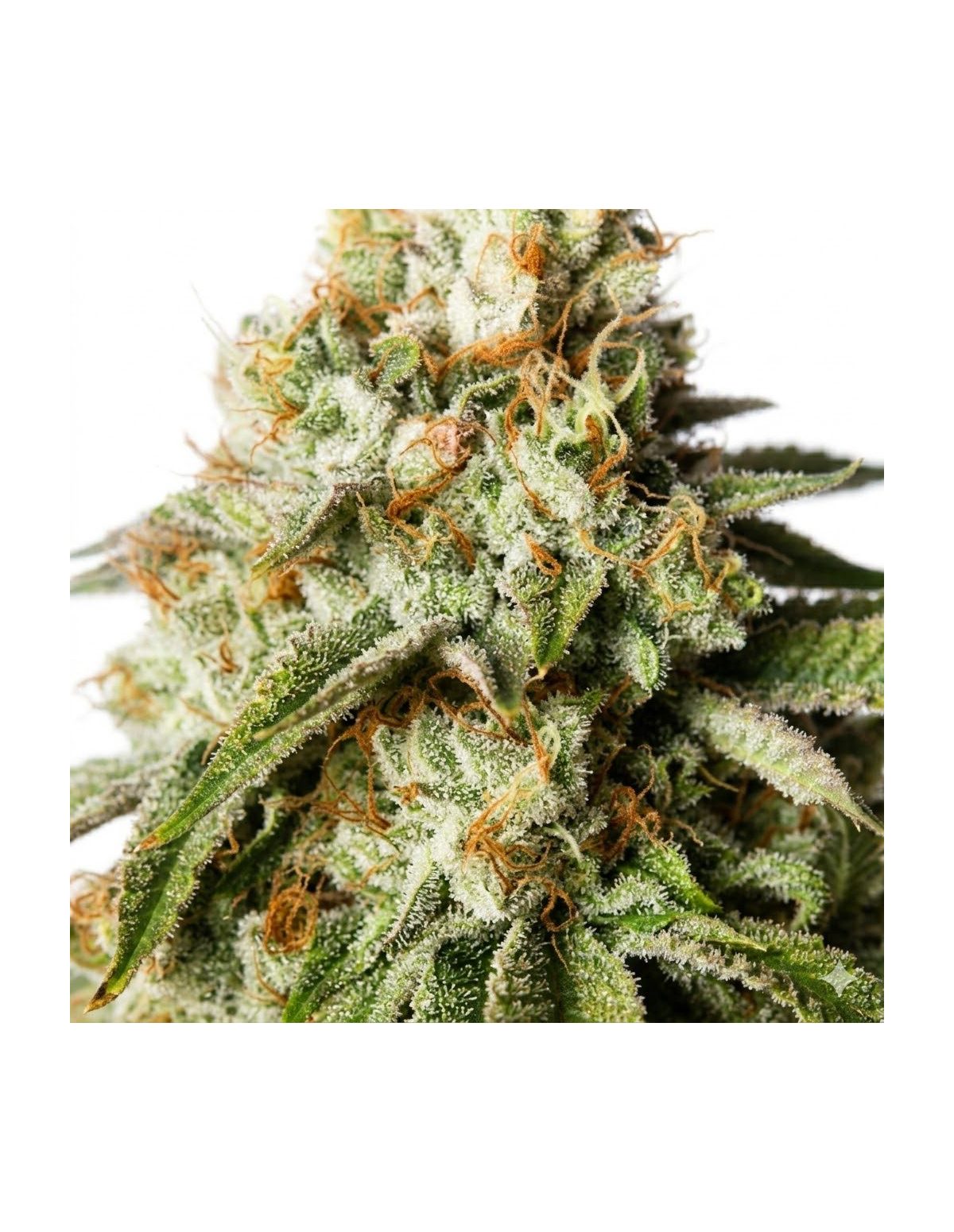 Graines Bubblegum Auto – Just Seeds – photo d’illustration, fleur en gros plan