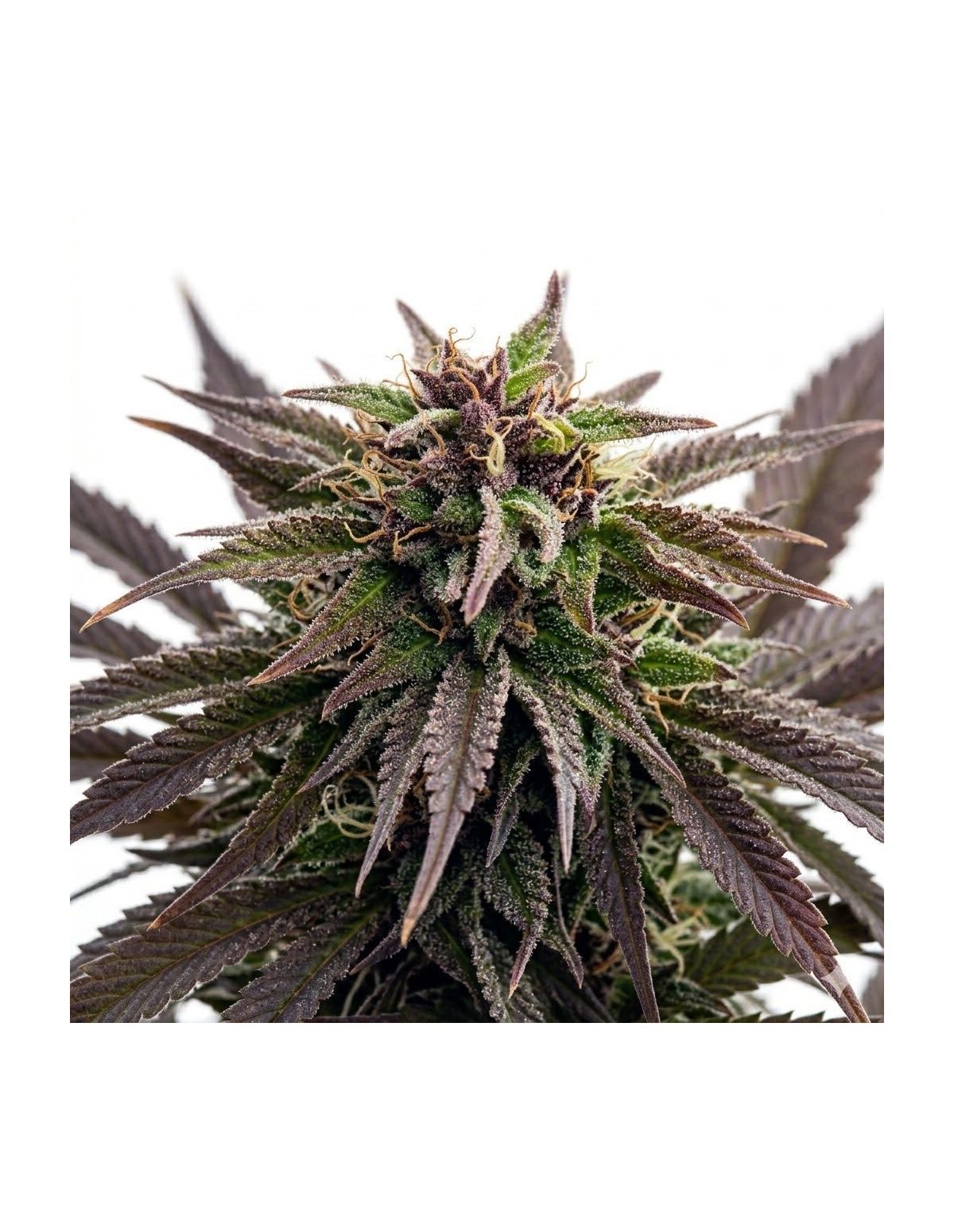 Graines Purple Kush Auto – Just Seeds – grappe de fleurs violette, gros plan