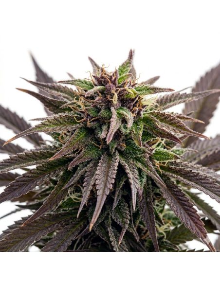 Graines Purple Kush Auto – Just Seeds – grappe de fleurs violette, gros plan