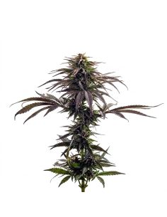 Graines Purple Kush Auto – Just Seeds