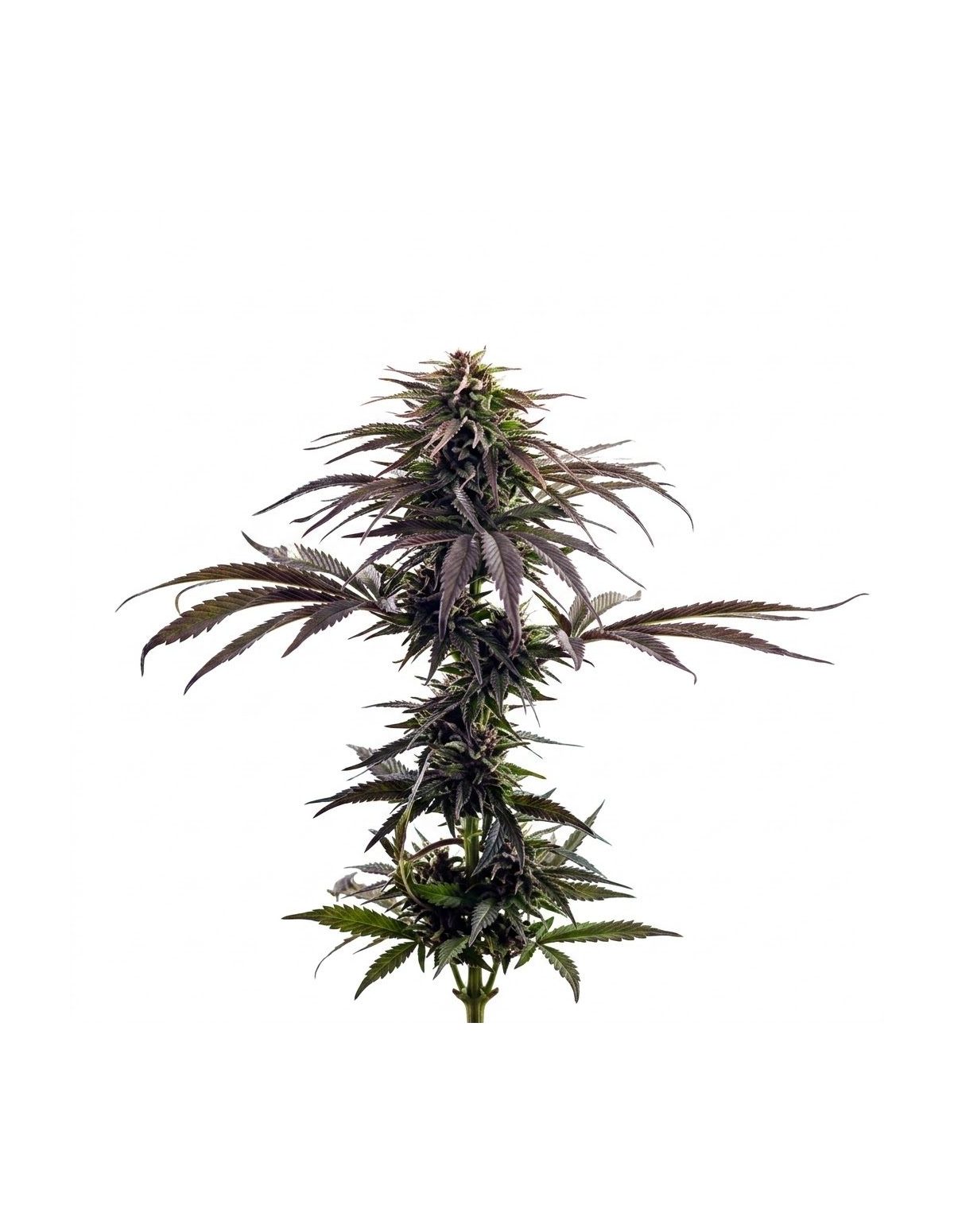 Graines Purple Kush Auto – Just Seeds – plant aux feuilles violet foncé, vue d’ensemble