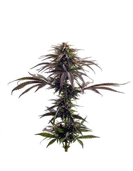 Graines Purple Kush Auto – Just Seeds – plant aux feuilles violet foncé, vue d’ensemble