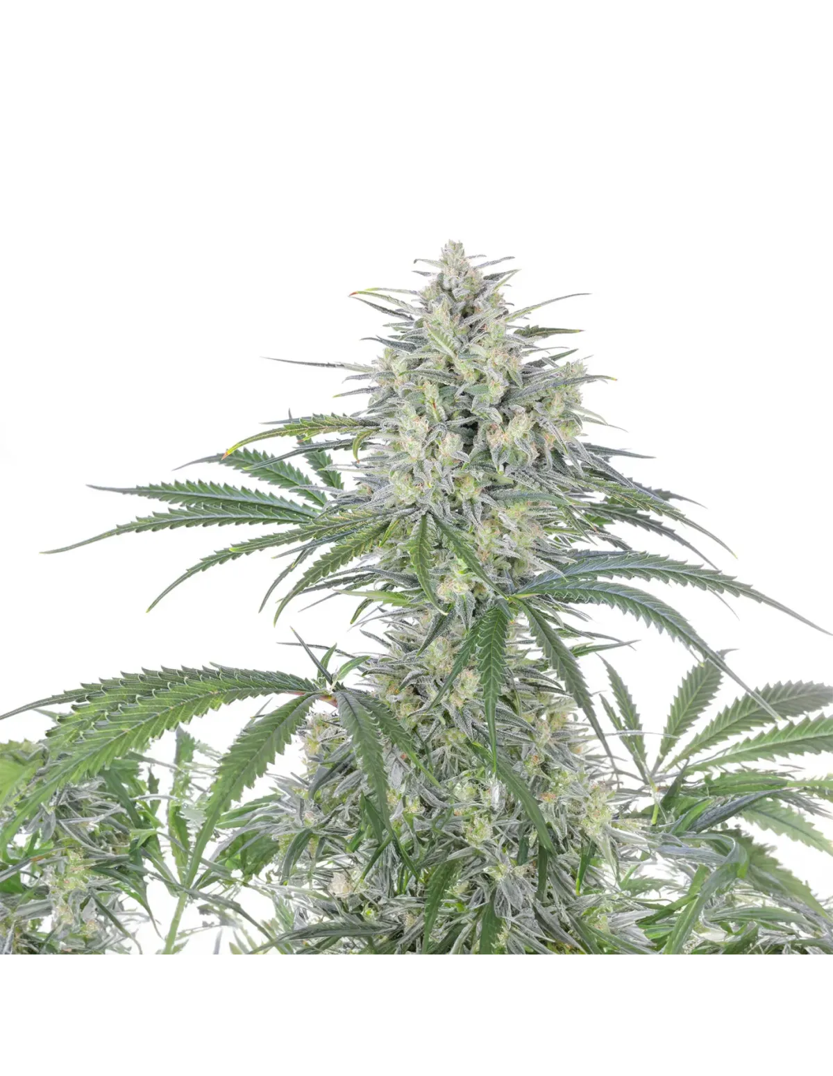 Graines Bruce Banner Auto – Just Seeds – sommet du plant et feuilles latérales